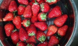 草莓果酱娱乐吃瓜,揭秘娱乐圈的甜蜜瓜田