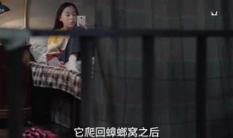 最大的谎言爆料视频大全,视频大全深度剖析