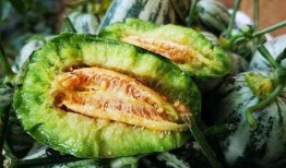 山东网红吃烧瓜事件,揭秘“网红美食”背后的真相