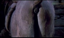 王庄爆料二虎视频大全,二虎视频大全精彩瞬间大盘点