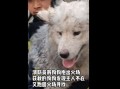 新闻爆料狗,揭秘娱乐圈幕后真相