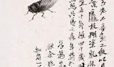 蝉翼在线观看,揭秘神秘世界的一扇窗