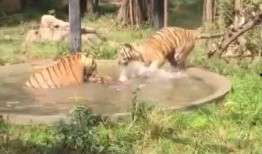 王庄爆料二虎视频大全,二虎视频大全精彩瞬间大盘点