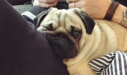 巴哥爆料角色视频大全,角色视频大全精彩瞬间大盘点