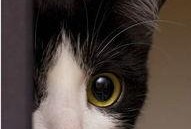 娱乐吃瓜酱猫咪头套,揭秘“吃瓜酱”猫咪的趣味生活