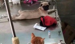 巴哥爆料角色视频大全,角色视频大全精彩瞬间大盘点